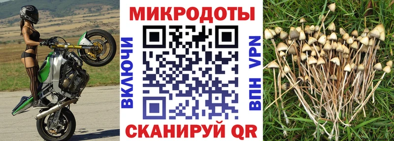 Купить закладки  Ливны  Галлюциногенные грибы Cubensis 